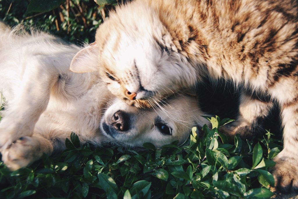 Pet Insurance In Canada For Your Lovely Pet BHM Financial Group